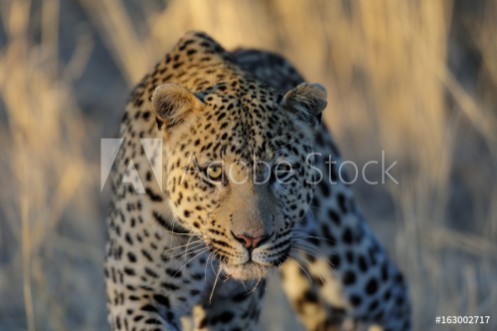 Picture of Leopard auf der Lauer Namibia